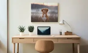 Hochwertiges Fotoposter bestellen, Wandbild, glänzend. Motiv: aufmerksamer Hund, Gräser, schöne Stimmung